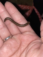 Cylindroiulus caeruleocinctus