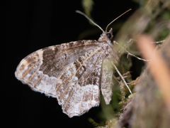 Ceratodalia