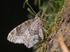Ceratodalia