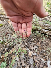 Schistophragma intermedium