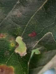 Atrusca clavuloides