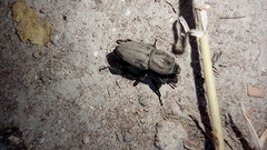 Sphenophorus