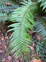 Polystichum munitum