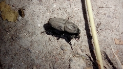 Sphenophorus