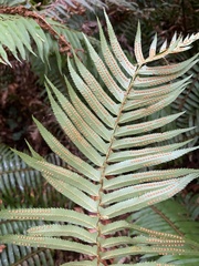 Polystichum munitum