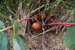 Protea cordata