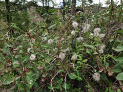 Clematis alpina sibirica