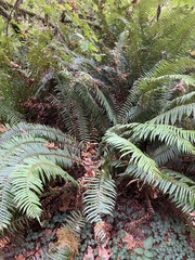 Polystichum munitum
