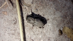 Sphenophorus