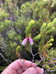 Erica viscaria