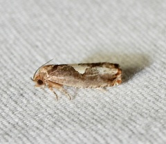 Epiblema otiosana