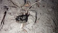 Sphenophorus