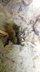 Sphenophorus