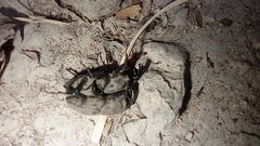 Sphenophorus