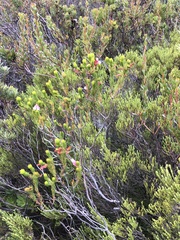 Erica viscaria
