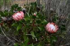 Protea cynaroides