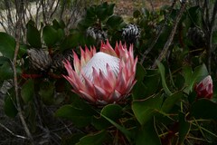 Protea cynaroides
