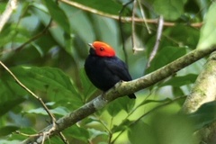 Ceratopipra rubrocapilla