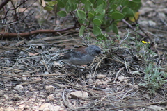 Junco hyemalis caniceps