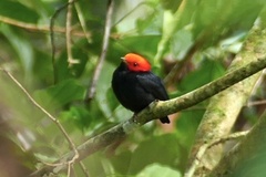 Ceratopipra rubrocapilla