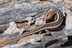 Cryptoblepharus pannosus