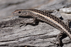 Cryptoblepharus pannosus