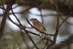 Setophaga coronata auduboni