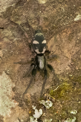 Sergiolus