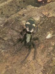 Sergiolus