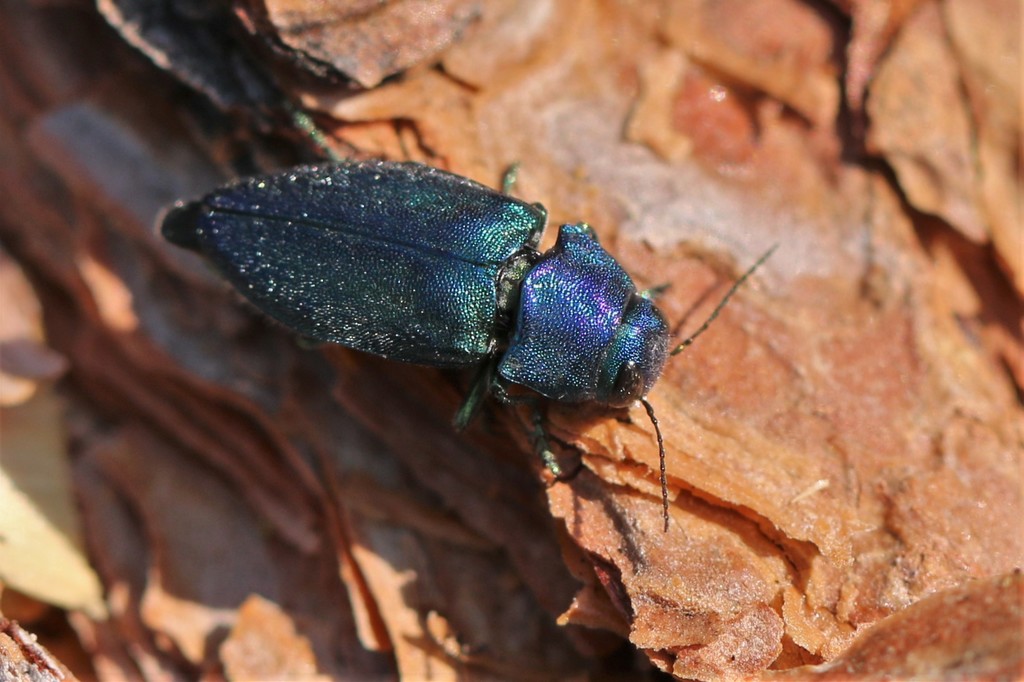 Phaenops gentilis