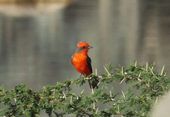Pyrocephalus rubinus mexicanus