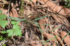Desmodium psilophyllum