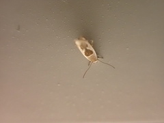 Stathmopoda