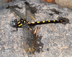 Cordulegaster dorsalis