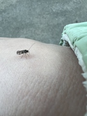 Psocidae