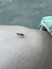 Psocidae