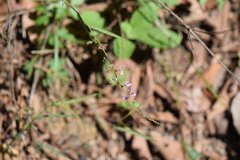 Desmodium psilophyllum