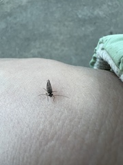 Psocidae