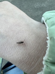 Psocidae