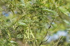Acacia mearnsii