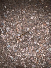 Ambystoma macrodactylum