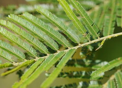 Acacia mearnsii