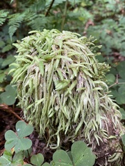 Plagiothecium undulatum