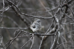 Polioptila californica
