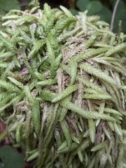 Plagiothecium undulatum