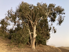 Eucalyptus globulus