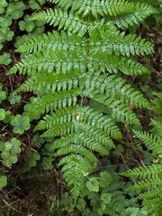 Dryopteris expansa