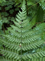 Dryopteris expansa