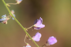 Desmodium psilophyllum