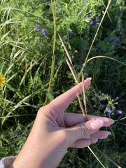 Sporobolus michauxianus